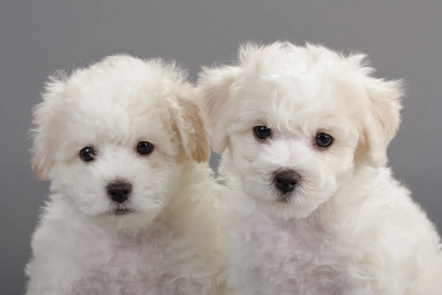 Comprar um cachorro Bichon Frisé significa assumir a responsabilidade! Comprar cachorros Bichon Frisé.