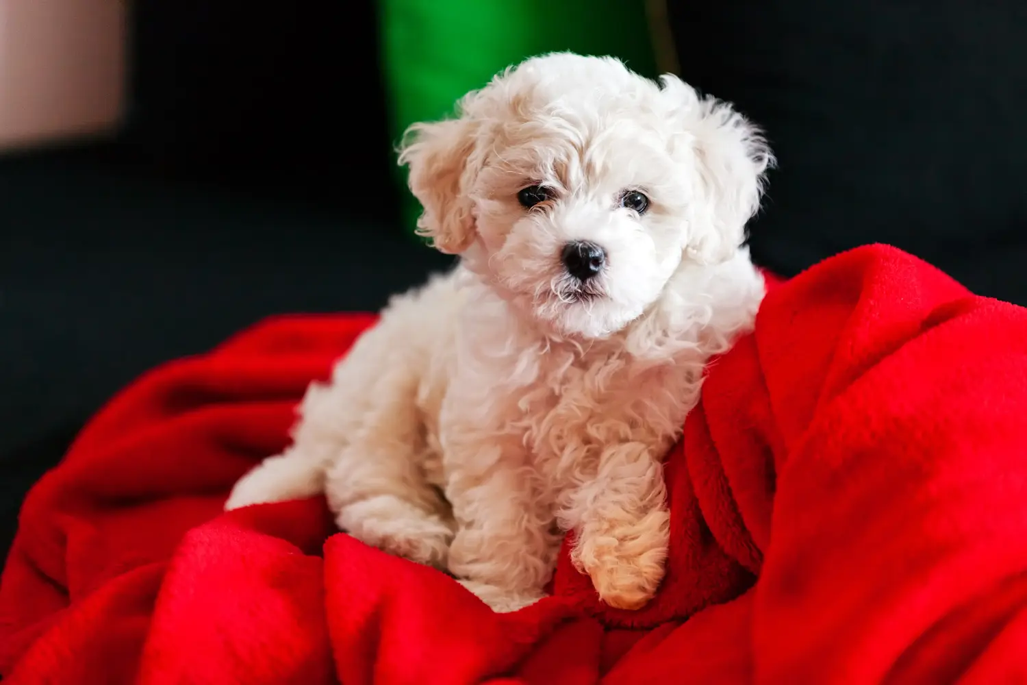 Comprar um cachorro Bichon Frisé significa assumir a responsabilidade! Comprar cachorros Bichon Frisé.