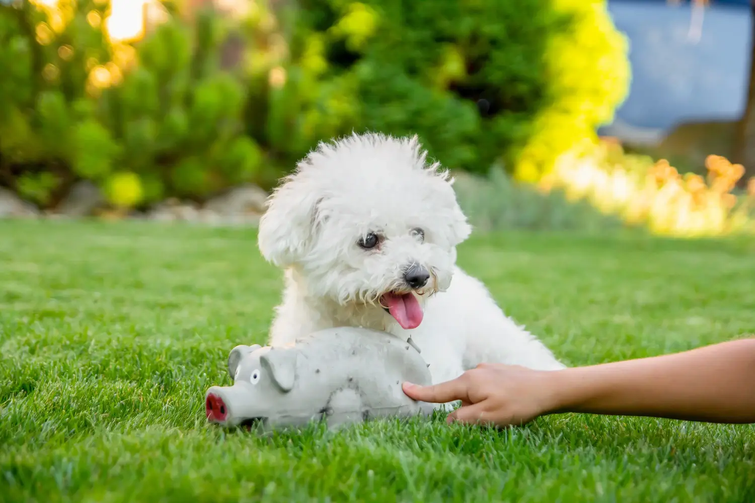 Comprar um cachorro Bichon Frisé significa assumir a responsabilidade! Comprar cachorros Bichon Frisé.