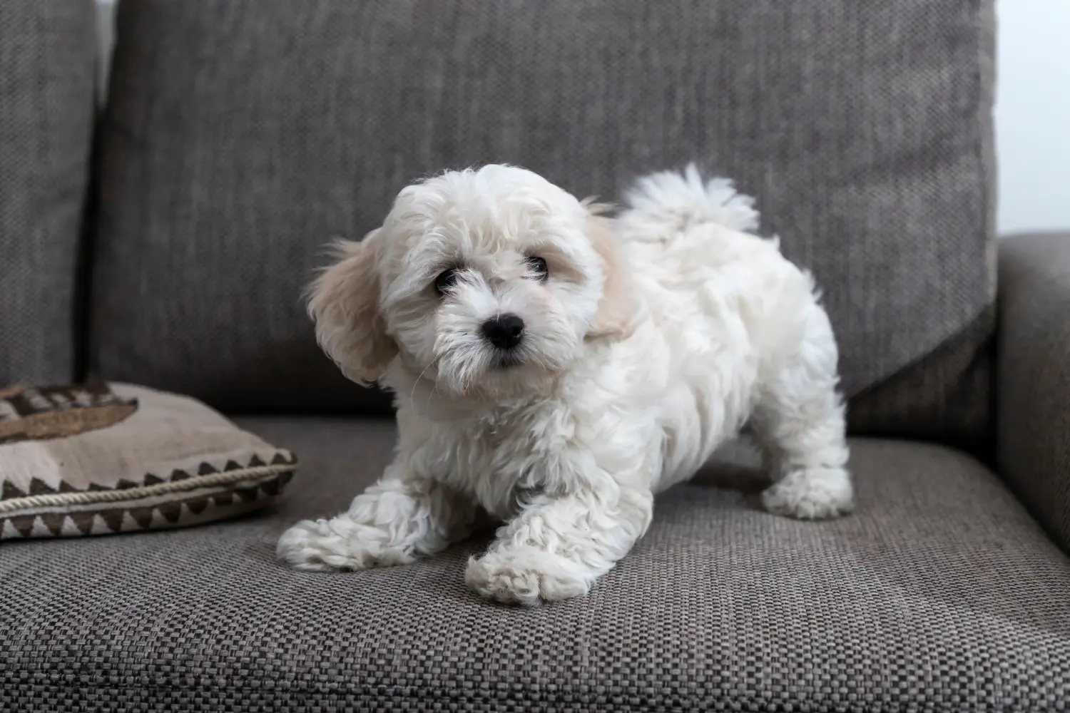 Comprar um cachorro Bichon Frisé significa assumir a responsabilidade! Comprar cachorros Bichon Frisé.