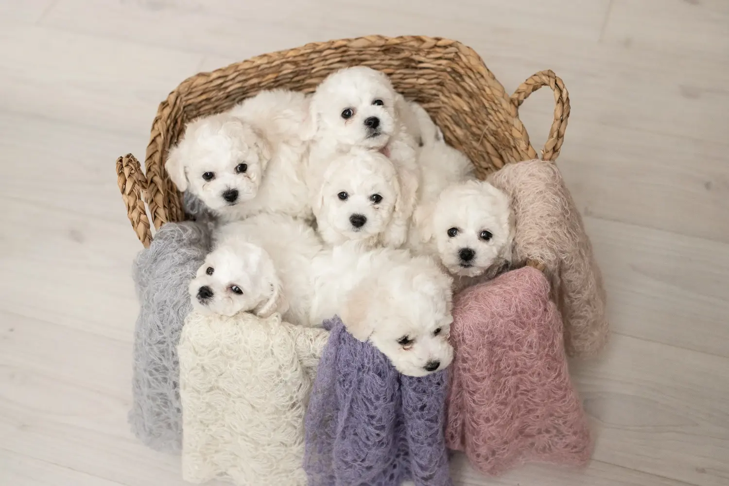Comprar um cachorro Bichon Frisé significa assumir a responsabilidade! Comprar cachorros Bichon Frisé.