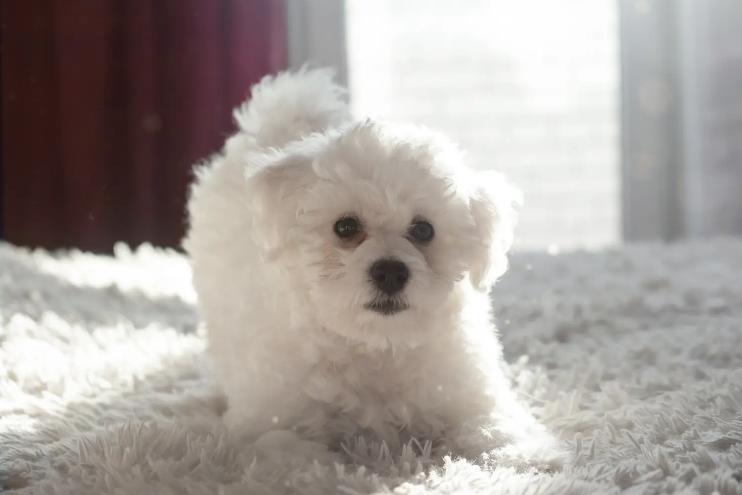 Comprar um cachorro Bichon Frisé significa assumir a responsabilidade! Comprar cachorros Bichon Frisé.