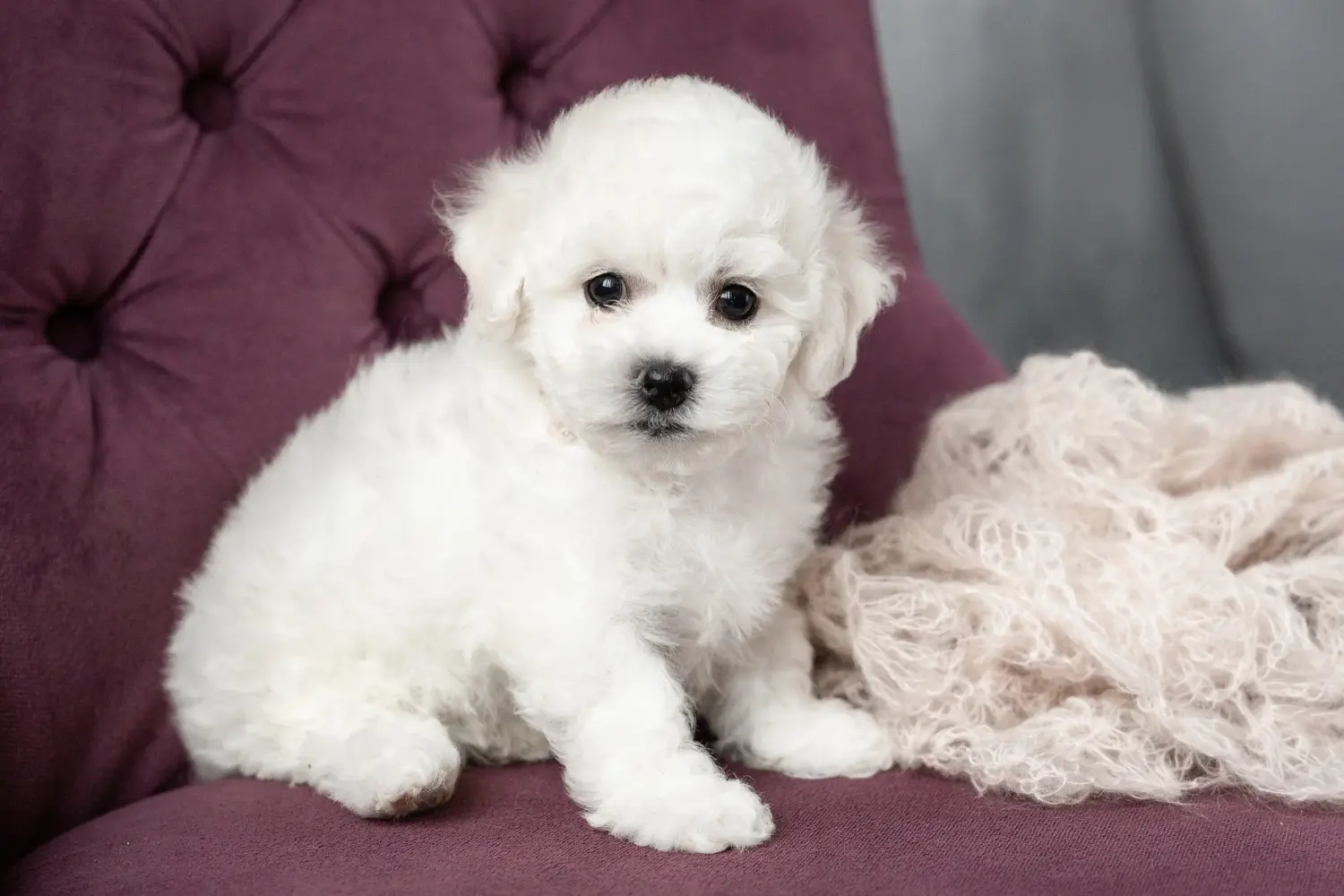 Comprar um cachorro Bichon Frisé significa assumir a responsabilidade! Comprar cachorros Bichon Frisé.