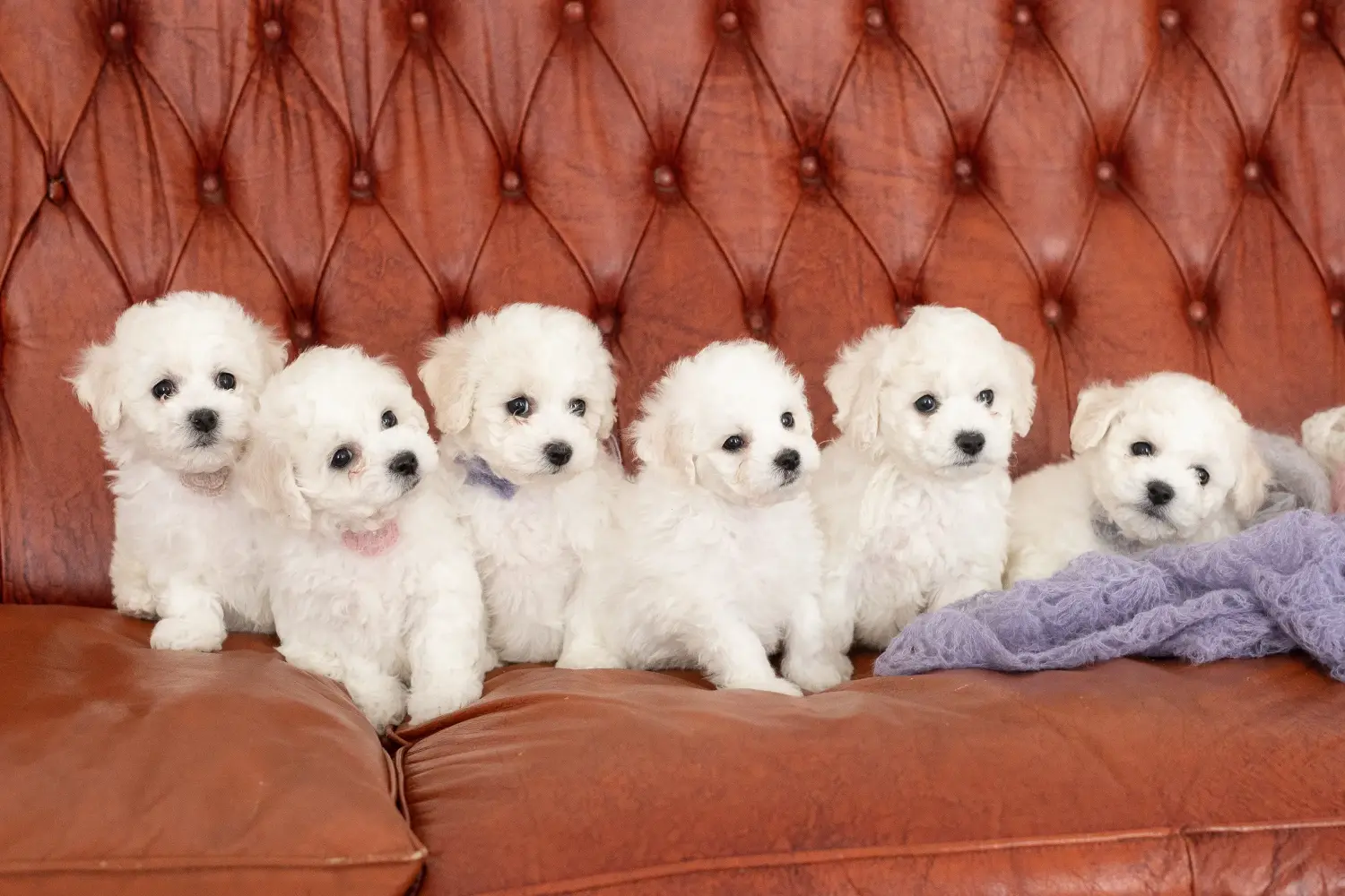 Comprar um cachorro Bichon Frisé significa assumir a responsabilidade! Comprar cachorros Bichon Frisé.