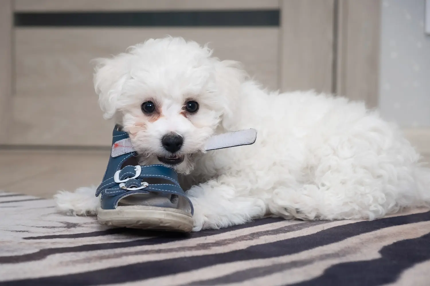 Comprar um cachorro Bichon Frisé significa assumir a responsabilidade! Comprar cachorros Bichon Frisé.