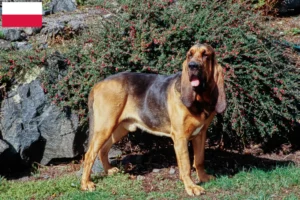 Read more about the article Criadores de Bloodhound e cachorros na Polónia