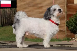 Read more about the article Bolonka Zwetna criadores e cachorros na Polónia