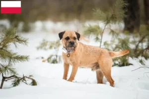 Read more about the article Criadores de Border Terrier e cachorros na Polónia