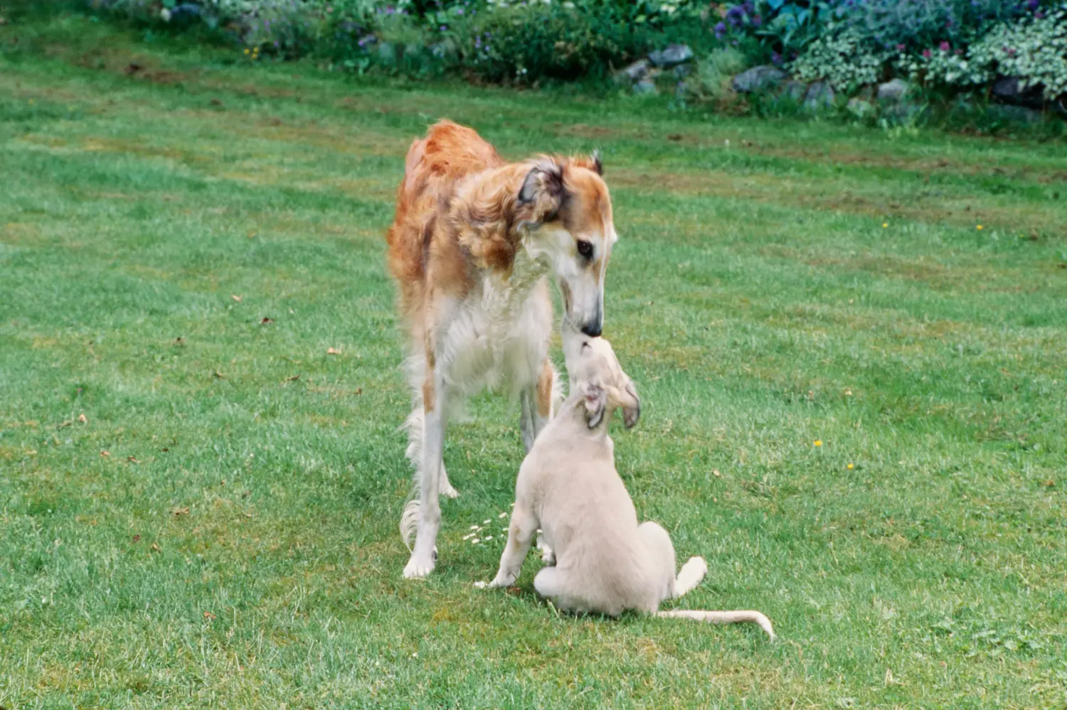 Comprar um cachorro borzoi significa assumir responsabilidades! Comprar cachorros Borzoi.