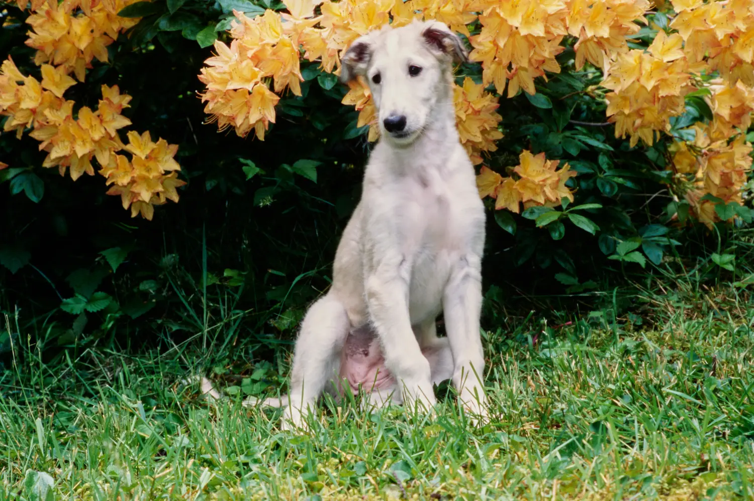 Comprar um cachorro borzoi significa assumir responsabilidades! Comprar cachorros Borzoi.