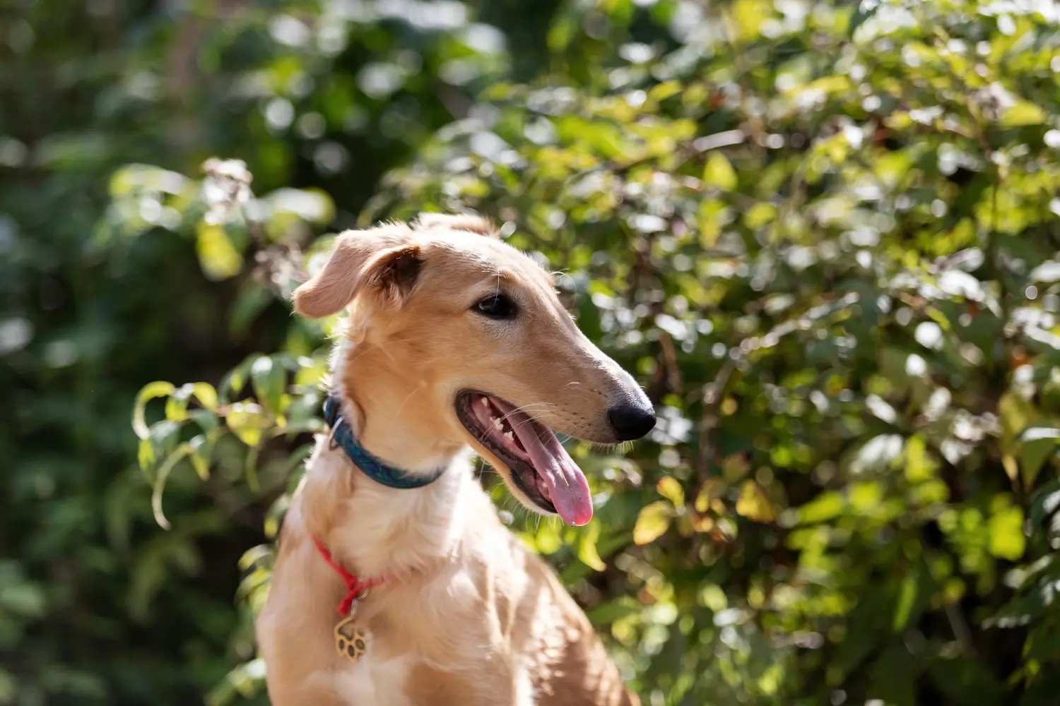 Comprar um cachorro borzoi significa assumir responsabilidades! Comprar cachorros Borzoi.