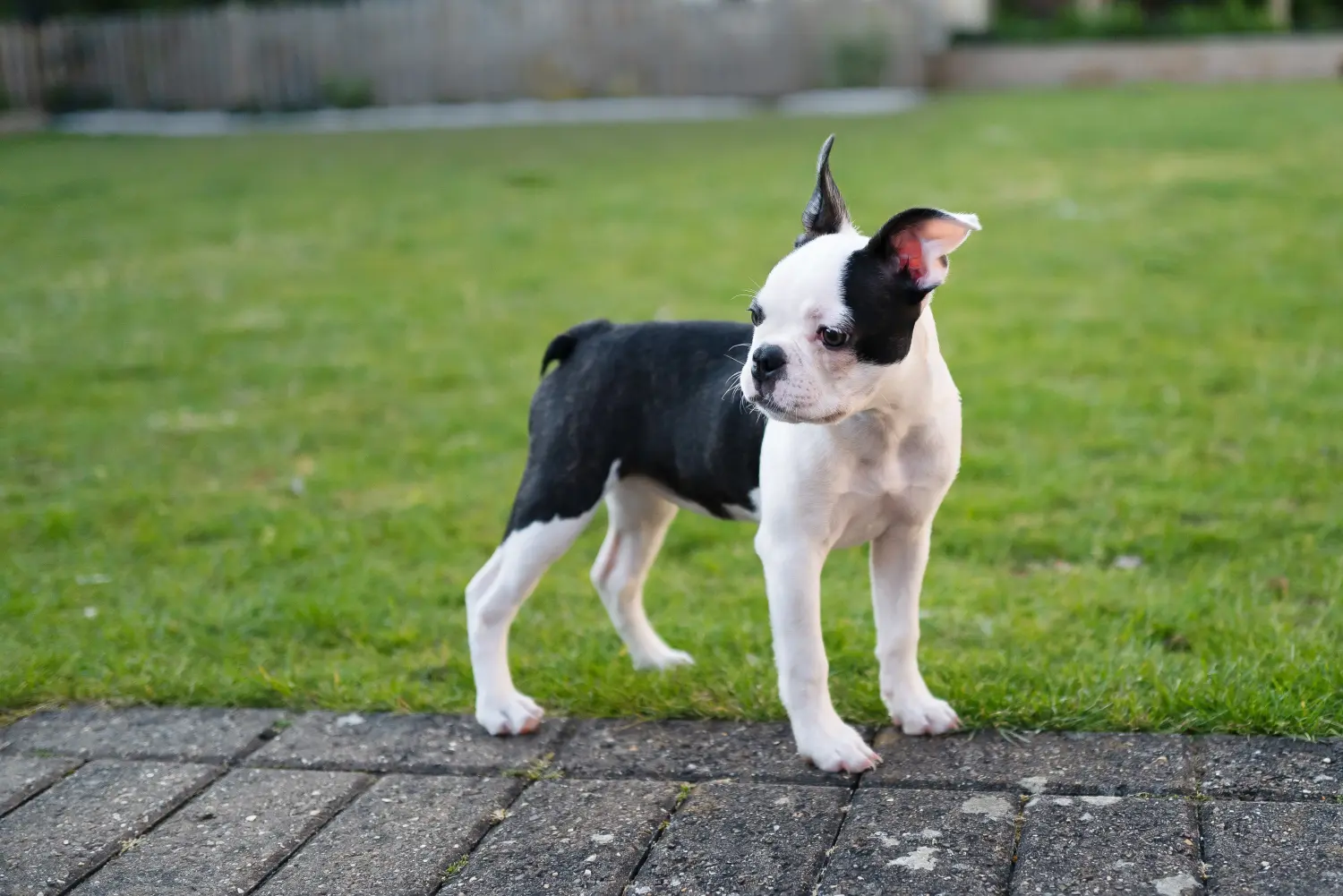 Comprar um cachorro Boston Terrier significa assumir responsabilidades! Comprar cachorros Boston Terrier.