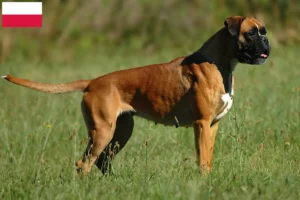 Read more about the article Criadores de Boxer e cachorros na Polónia