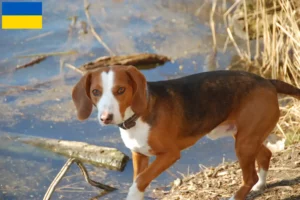 Read more about the article Criadores de Bracke alemão e cachorros na Ucrânia