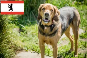 Read more about the article Criadores de Bracke polaco e cachorros em Berlim