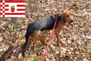 Read more about the article Criadores de Bracke polaco e cachorros em Bremen