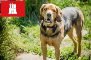 Read more about the article Criadores de Bracke polaco e cachorros em Hamburgo