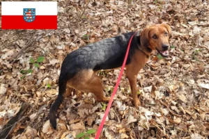 Read more about the article Criadores de Bracke polaco e cachorros na Turíngia