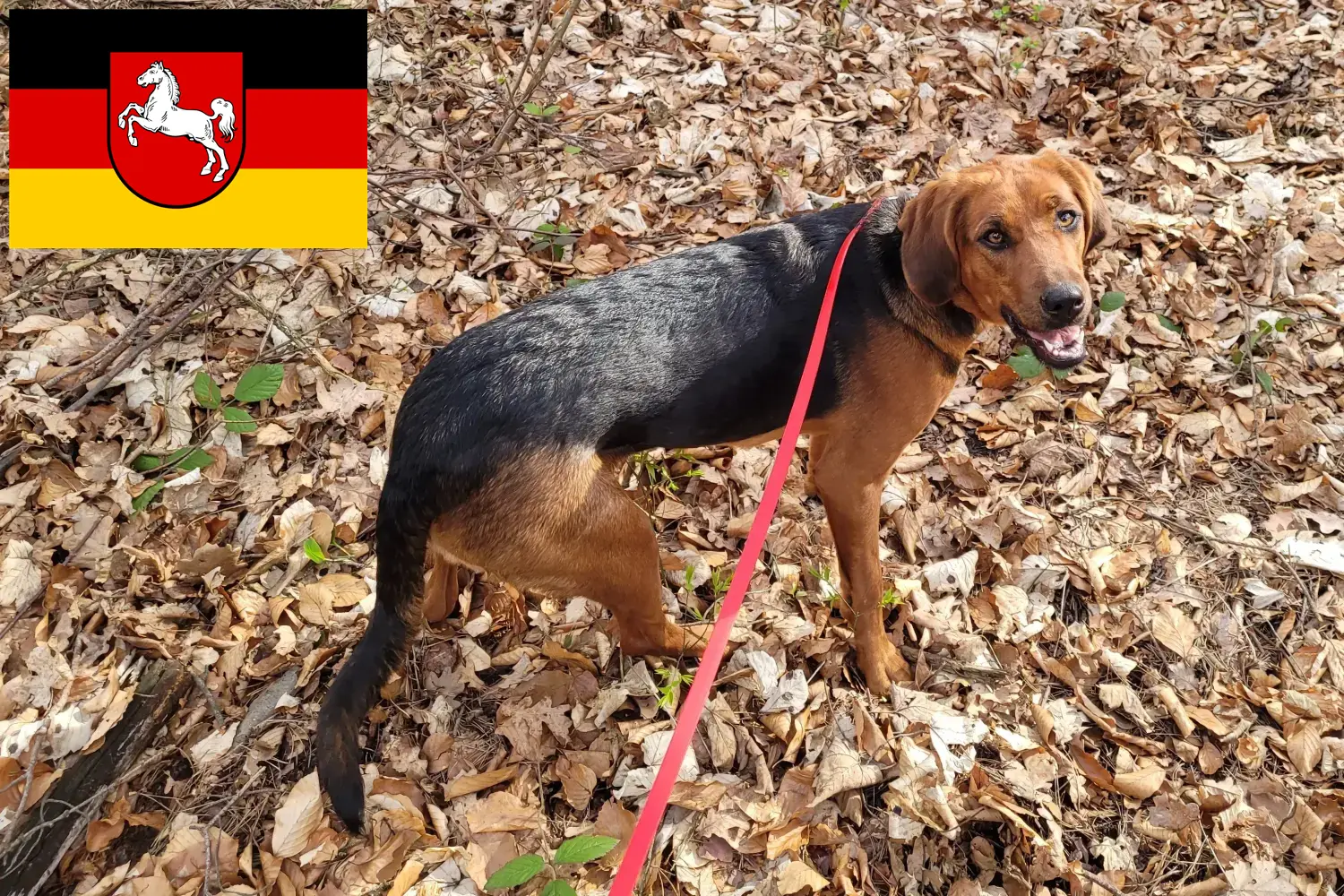 Bracke polaco cachorros e criador Baixa Saxónia Aqui pode encontrar criadores de Bracken polacos na Baixa Saxónia.
