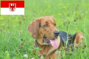Read more about the article Criadores de Bracke polaco e cachorros em Brandenburg