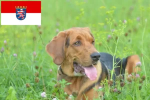 Read more about the article Criadores de Bracke polaco e cachorros em Hessen