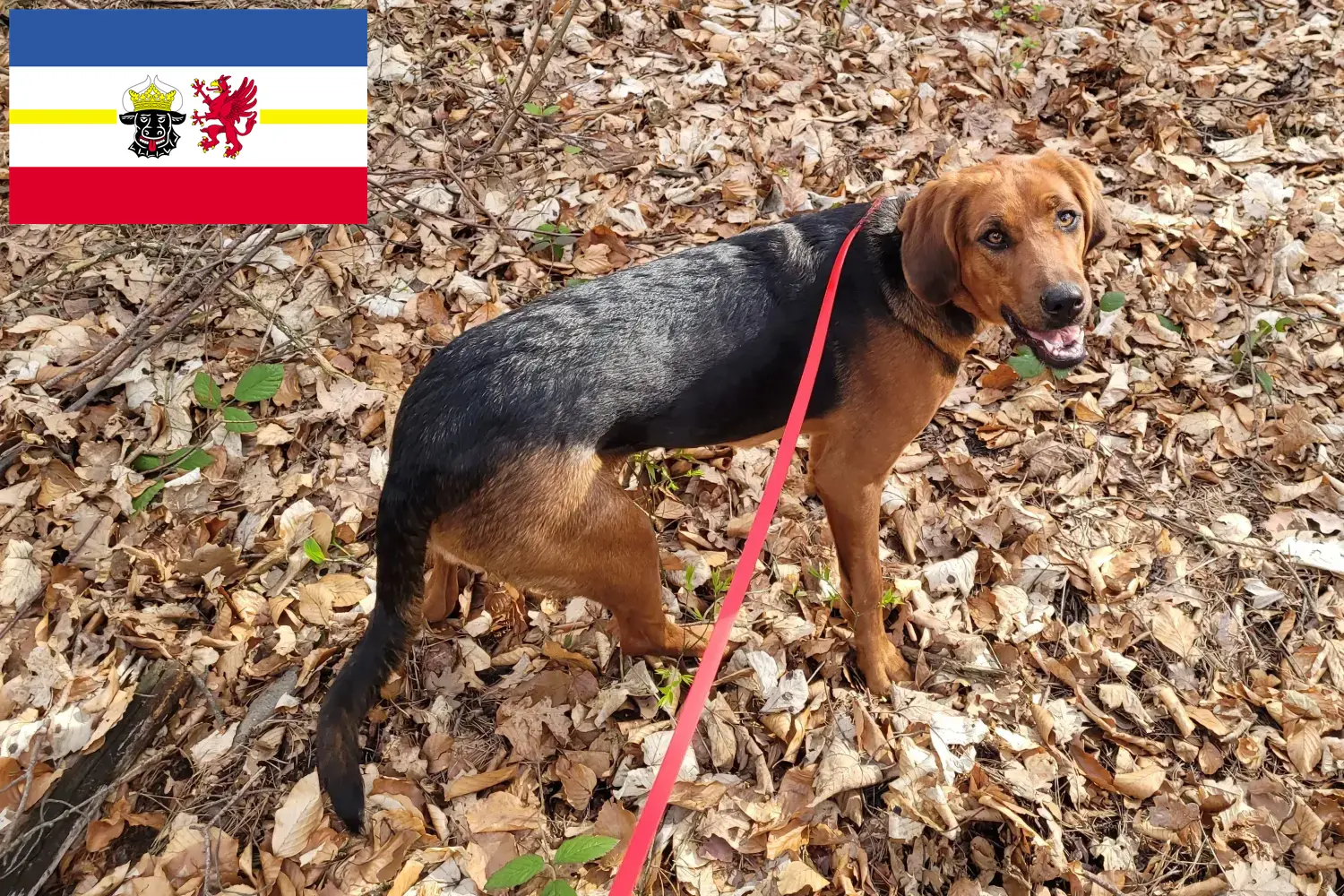 Bracke polaco cachorros e criadores Mecklenburg-Vorpommern Aqui pode encontrar criadores de Bracken polacos em Mecklenburg-Vorpommern.