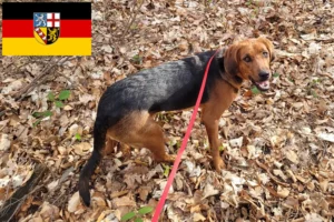 Read more about the article Criadores de Bracke polaco e cachorros no Sarre