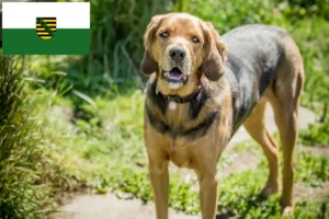 Read more about the article Criadores de Bracke polaco e cachorros na Saxónia