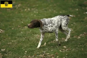 Read more about the article Braque français type Pyrénées criadores e cachorros em Baden-Württemberg