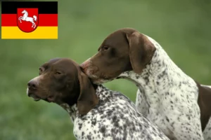 Read more about the article Braque français tipo Pyrénées criadores e cachorros na Baixa Saxónia