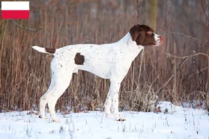 Read more about the article Braque français tipo Pyrénées criadores e cachorros na Polónia