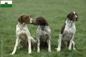 Read more about the article Braque français tipo Pyrénées criadores e cachorros na Saxónia