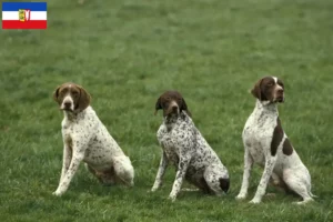 Read more about the article Braque français type Pyrénées criadores e cachorros em Schleswig-Holstein