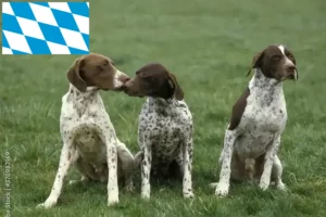 Read more about the article Braque français tipo Pyrénées criadores e cachorros na Baviera