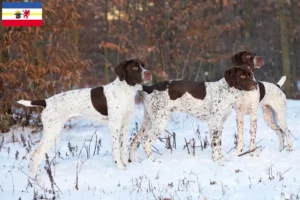 Read more about the article Braque français type Pyrénées criadores e cachorros em Mecklenburg-Vorpommern