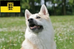 Read more about the article Criadores de Buhund norueguês e cachorros em Baden-Württemberg