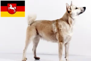 Read more about the article Criadores de Buhund norueguês e cachorros na Baixa Saxónia