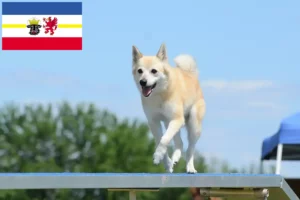 Read more about the article Criadores de Buhund norueguês e cachorros em Mecklenburg-Vorpommern
