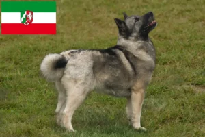 Read more about the article Criadores de Buhund norueguês e cachorros na Renânia do Norte-Vestefália