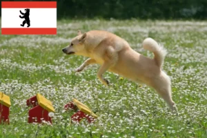 Read more about the article Criador de Buhund norueguês e cachorros em Berlim