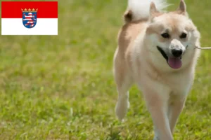 Read more about the article Criadores de Buhund norueguês e cachorros em Hessen