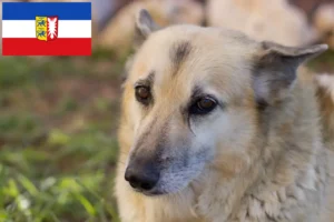 Read more about the article Criadores de Buhund norueguês e cachorros em Schleswig-Holstein