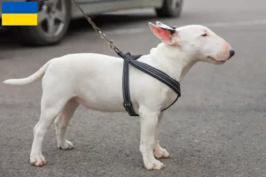 Read more about the article Criadores de Bull Terrier miniatura e cachorros na Ucrânia