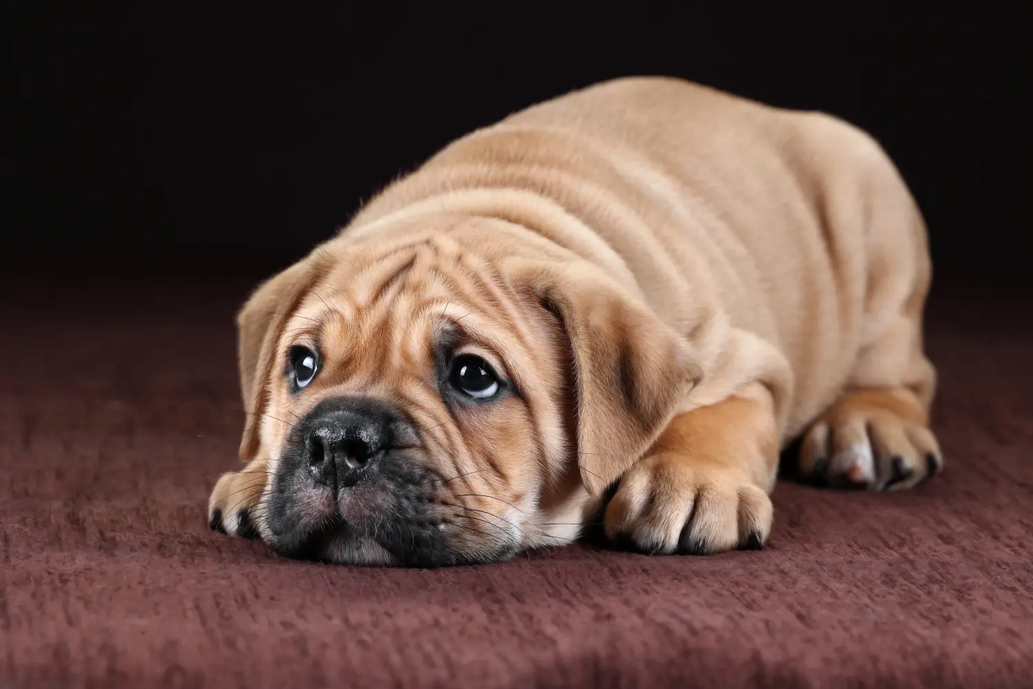 Comprar um cachorro Bulldog Continental significa assumir responsabilidades! Comprar cachorros Bulldog Continental.