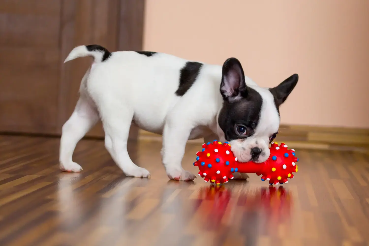 Comprar um cachorro Bulldog Francês significa assumir responsabilidades! Comprar cachorros Bulldog Francês.