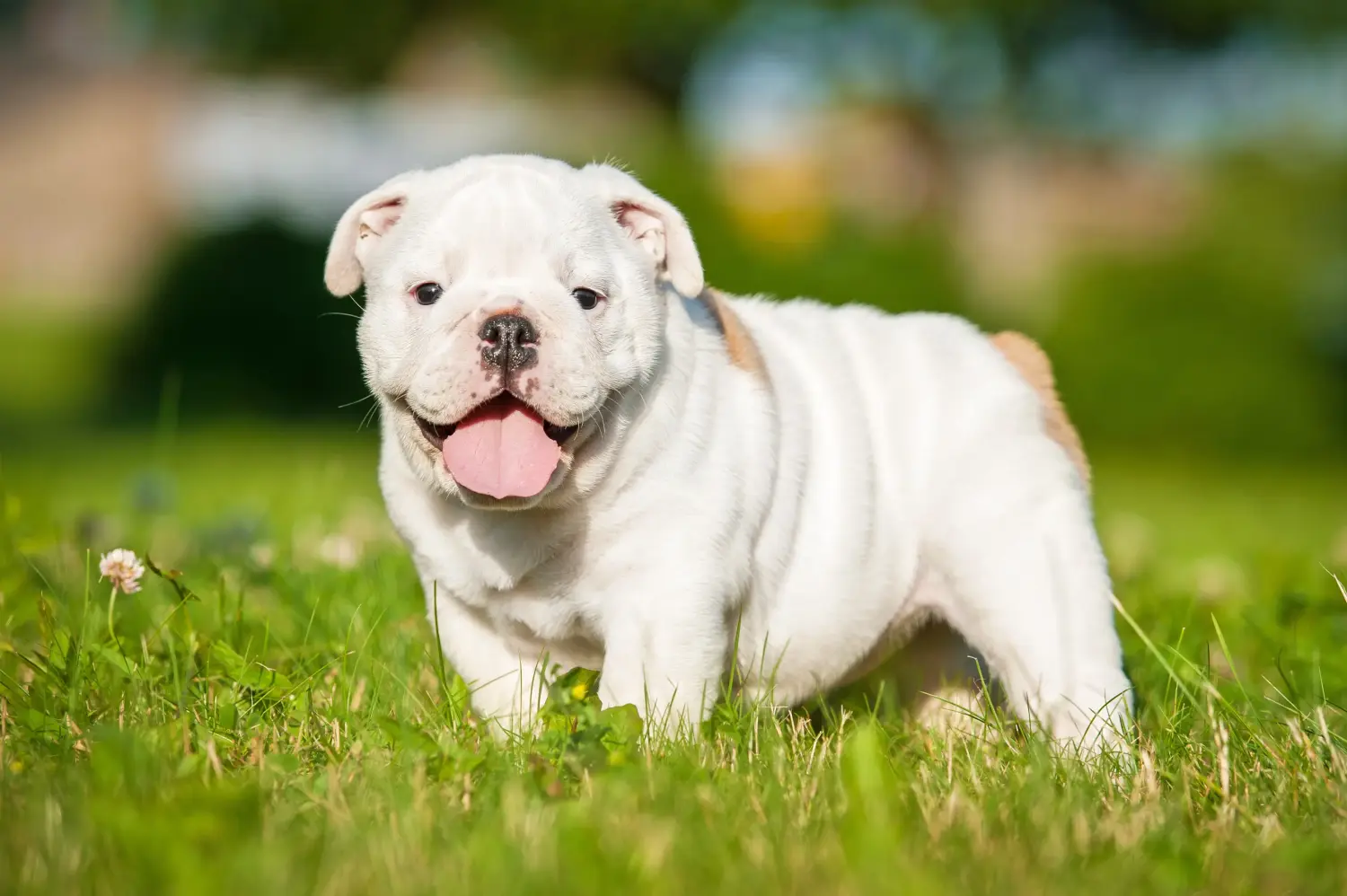 Comprar um cachorro Bulldog Inglês significa assumir responsabilidades! Comprar cachorros Bulldog Inglês.