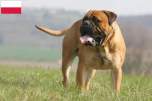 Read more about the article Criadores de Bullmastiff e cachorros na Polónia