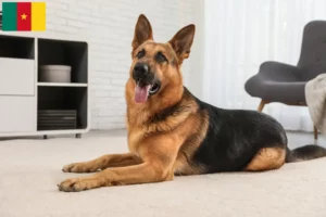 Read more about the article Criadores de cães de pastor e cachorros nos Camarões