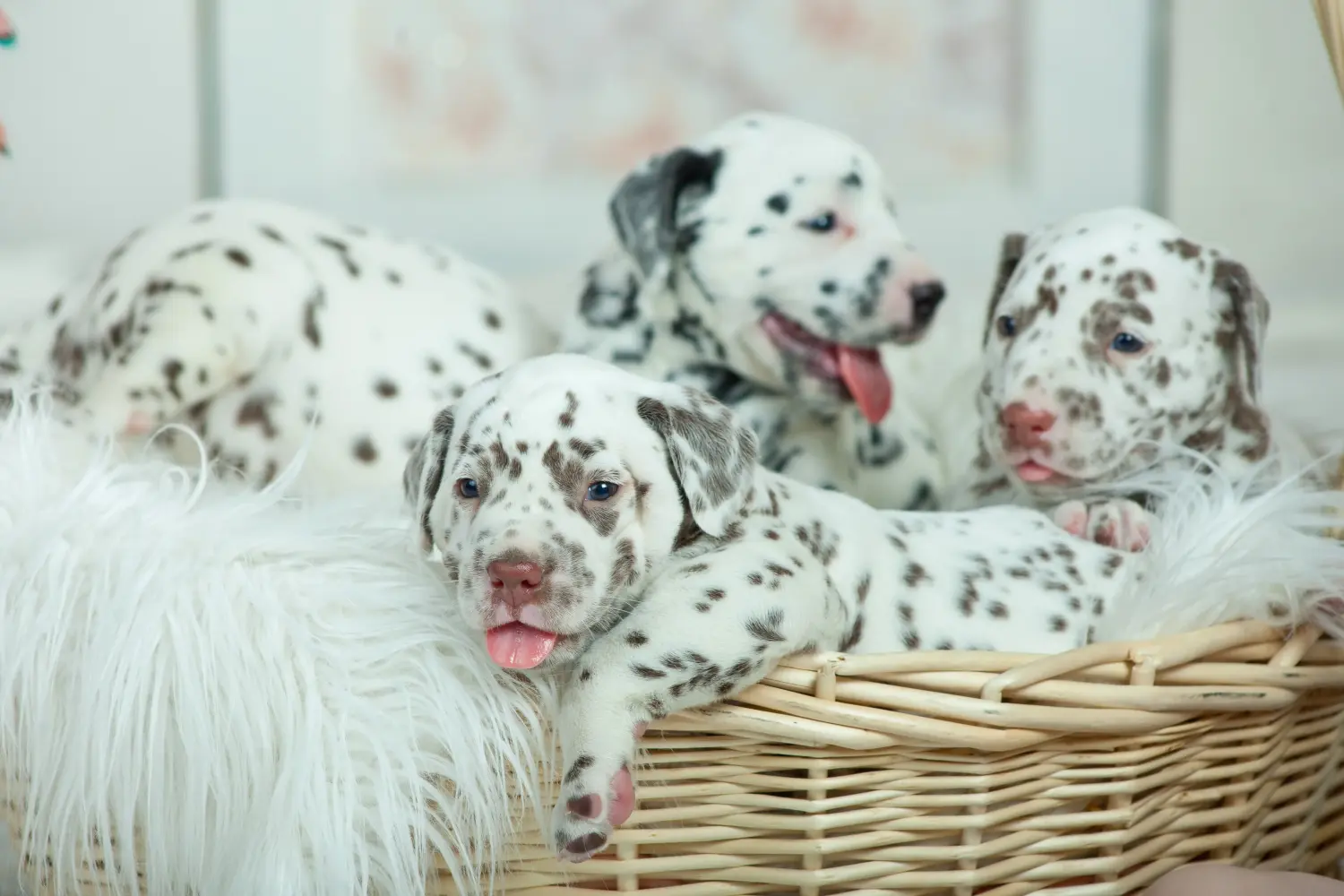 Comprar um cachorro dálmata significa assumir responsabilidades! Comprar cachorros dálmatas.