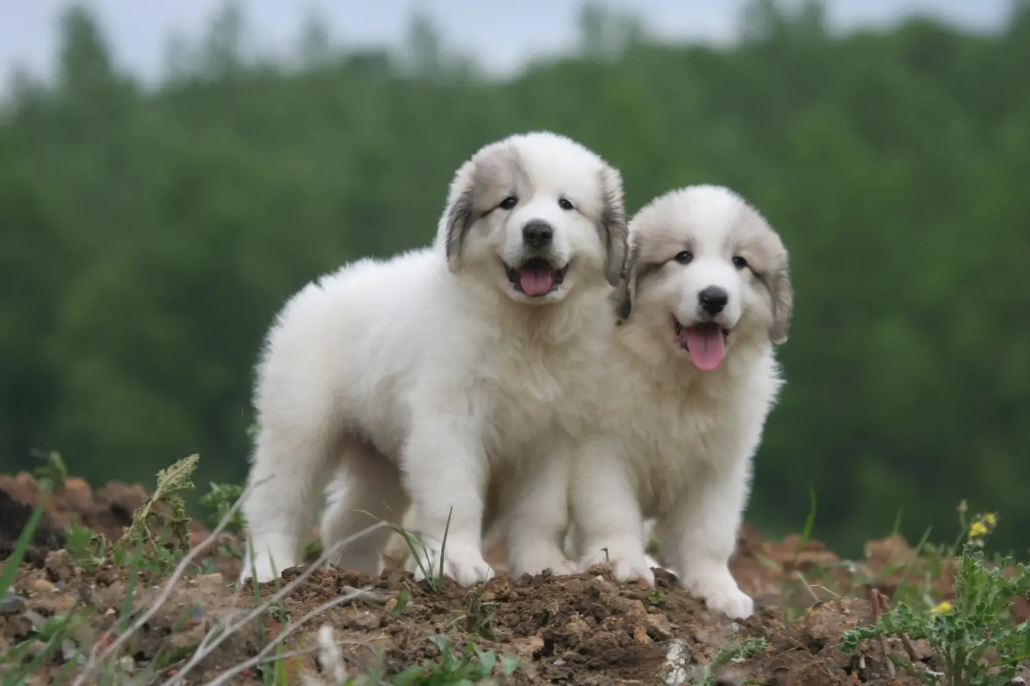 Comprar um cachorro Cão de Montanha dos Pirinéus significa assumir responsabilidades! Comprar cachorros do Cão de Montanha dos Pirinéus.